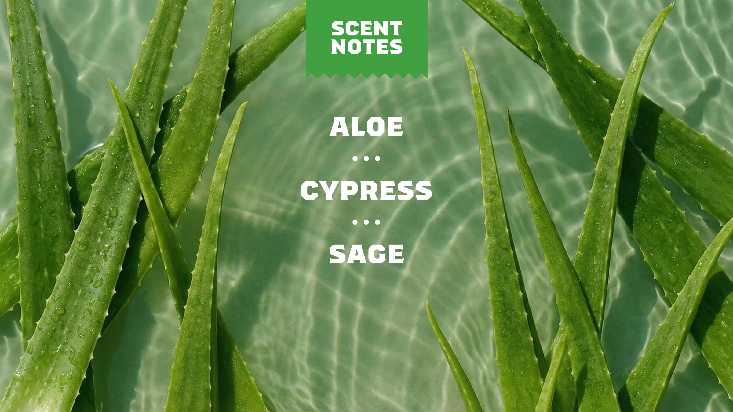 Cool Fresh Aloe - Image 4